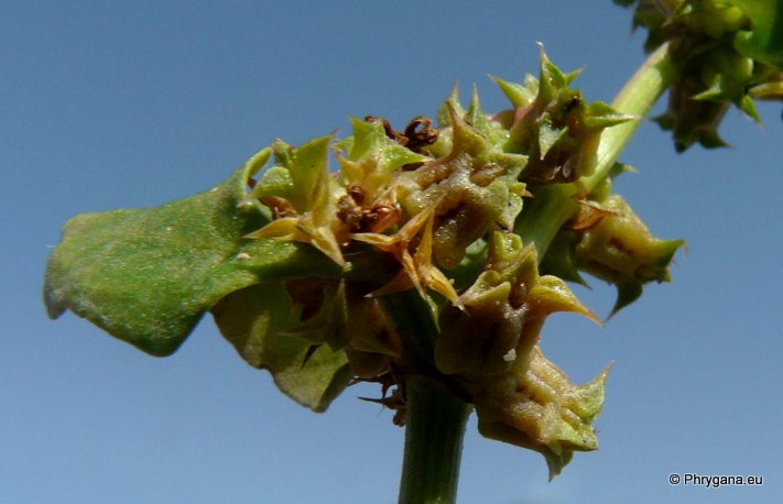 Rumex spinosus   L., 1753    