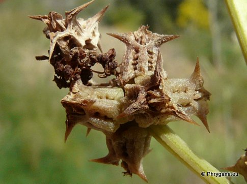Rumex spinosus   L., 1753  
  