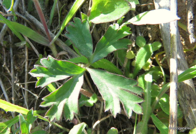 Anemone hortensis  
subsp. <em>heldreichii</em> (Boiss.) Rech. f., 1944  