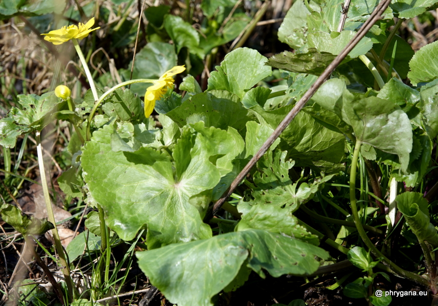 Caltha palustris L., 1753   