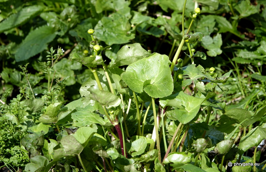 Caltha palustris L., 1753  