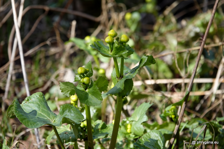 Caltha palustris L., 1753   