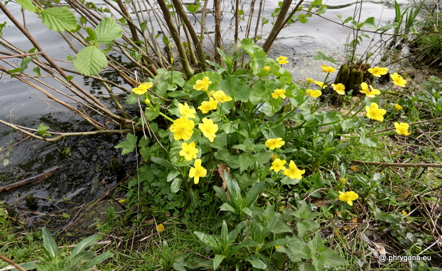 Caltha palustris L., 1753   