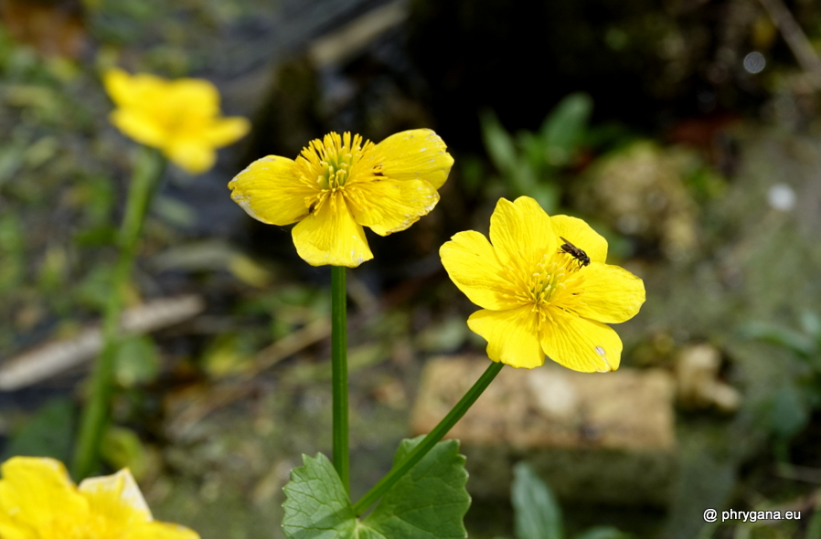 Caltha palustris L., 1753   