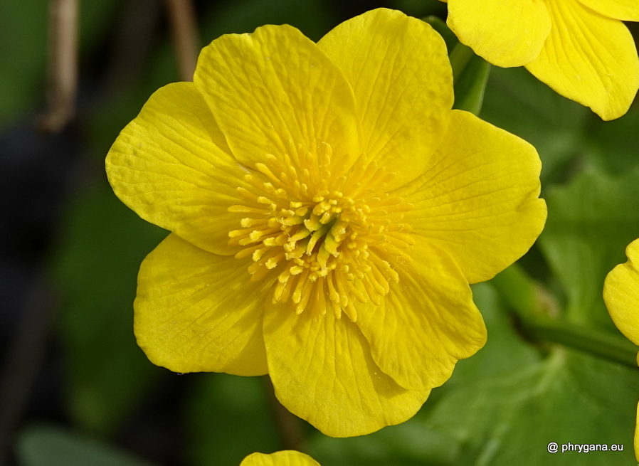 Caltha palustris L., 1753   