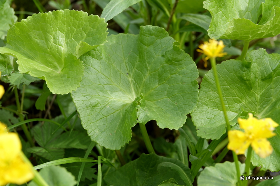 Caltha palustris L., 1753   