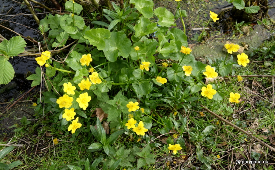 Caltha palustris L., 1753 
  