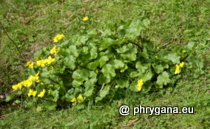 Ranunculaceae - Caltha palustris L., 1753