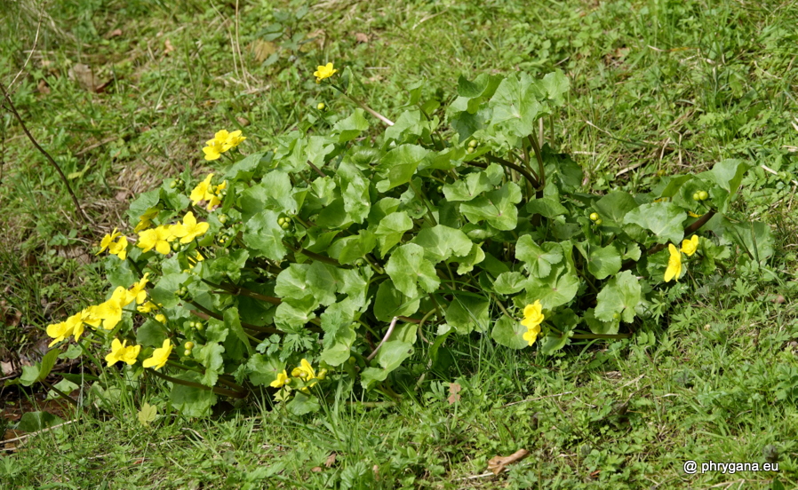 Caltha palustris L., 1753 
  