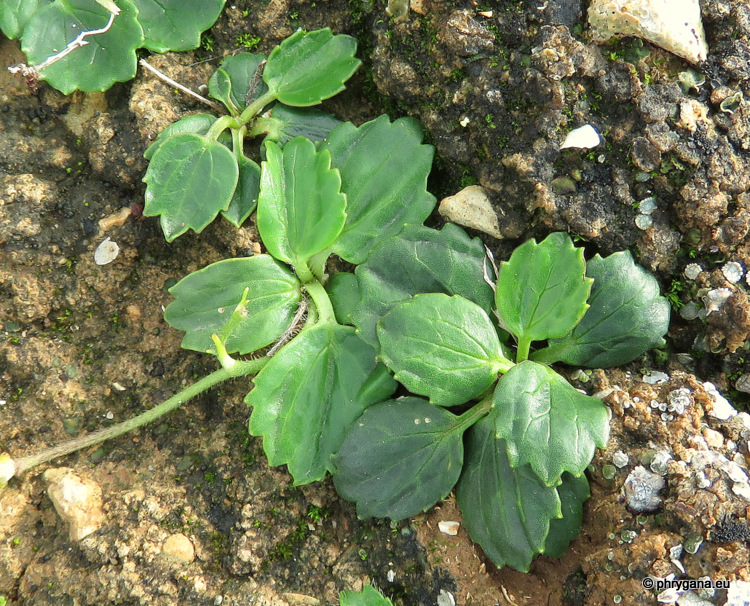 Ranunculus bullatus    L., 1753    