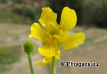 Ranunculus cytheraeus (Halácsy) Baldini, 2002