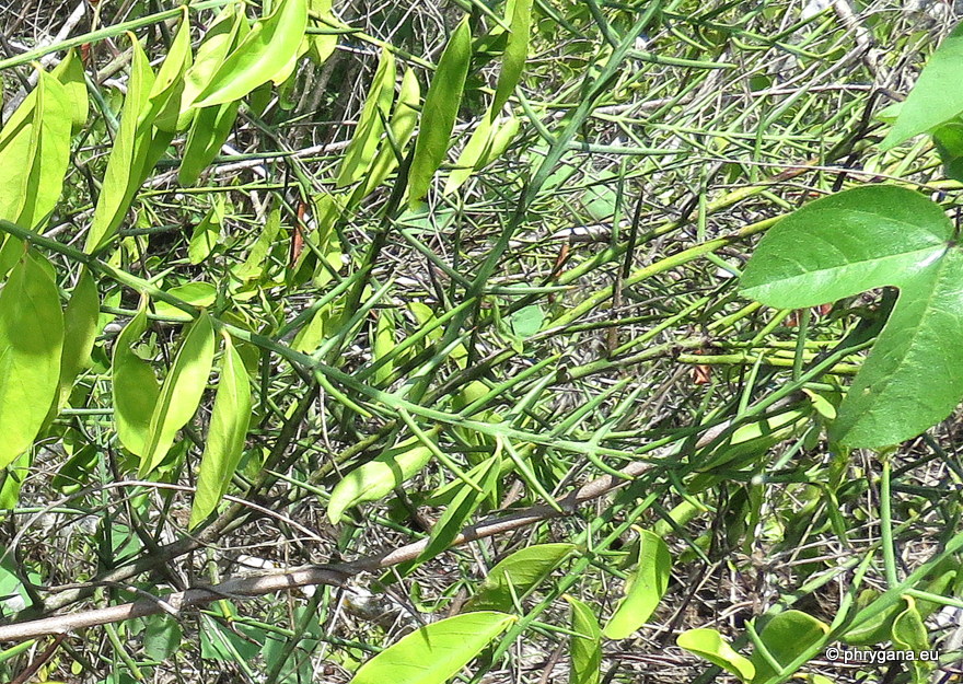 Scutia spicata  var. <em>pauciflora</em> (Hook.f.) M.C.Johnst., 1974 