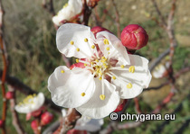 Prunus armeniaca L.