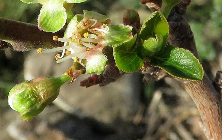 Prunus domestica subsp. <em>insititia</em> (L.) Bonnier & Layens 