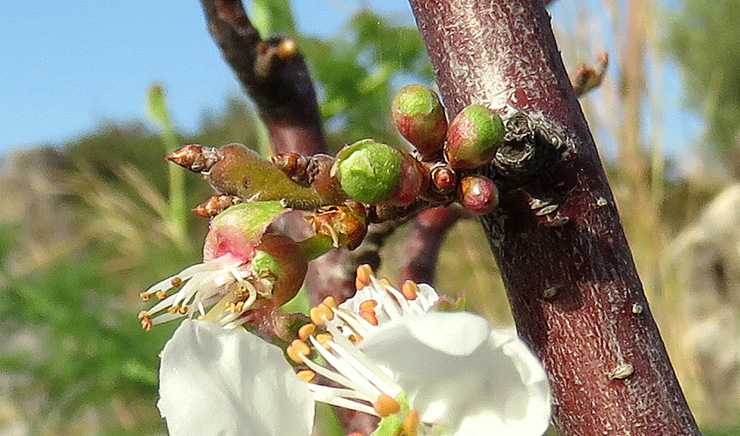 Prunus domestica  subsp. <em>insititia</em> (L.) Bonnier & Layens 
