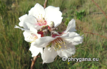 Prunus dulcis (Mill.) D. A. Webb