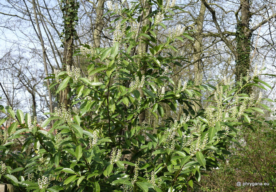 Prunus laurocerasus     L., 1753 
  