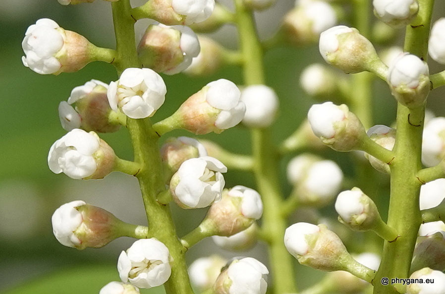 Prunus laurocerasus     L., 1753   