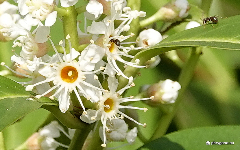 Prunus laurocerasus     L., 1753   