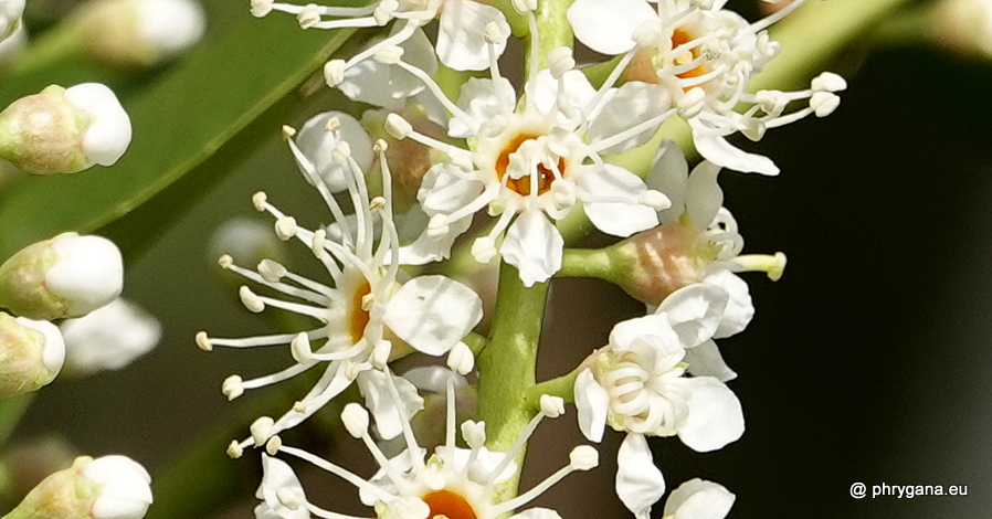 Prunus laurocerasus     L., 1753 
  