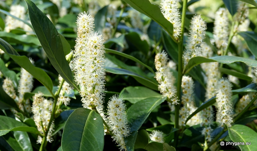 Prunus laurocerasus     L., 1753 
  