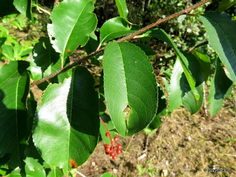 Prunus serotina   Ehrh.   