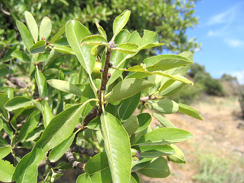 Pyrus spinosa    Forssk., 1775    