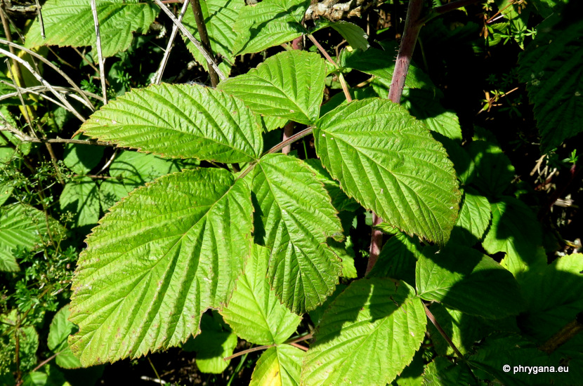 Rubus idaeus Schreb., 1766  subsp. <em>idaeus</em>  