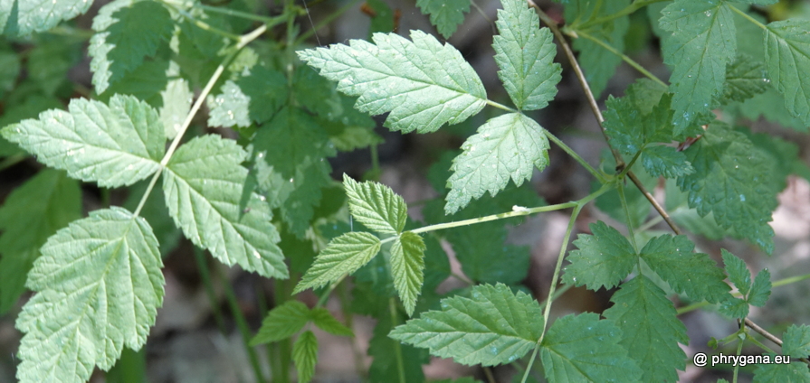 Rubus idaeus Schreb., 1766  subsp. <em>idaeus</em>  