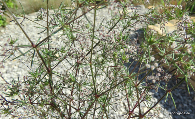 Galium setaceum decaisnei (Boiss.) Ehrend. 