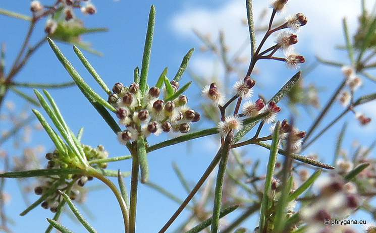 Galium setaceum  decaisnei (Boiss.) Ehrend. 