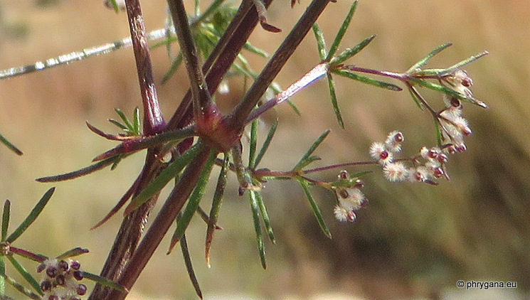 Galium setaceum  decaisnei (Boiss.) Ehrend. 