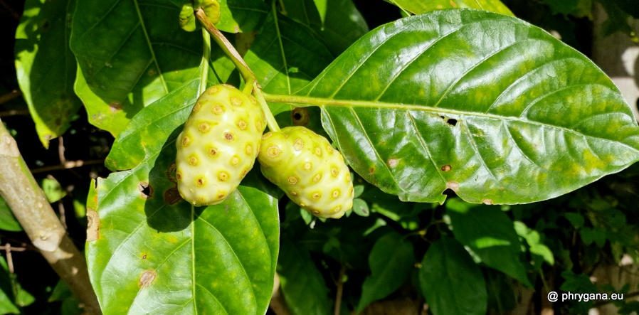 Morinda citrifolia L., 1753  
  