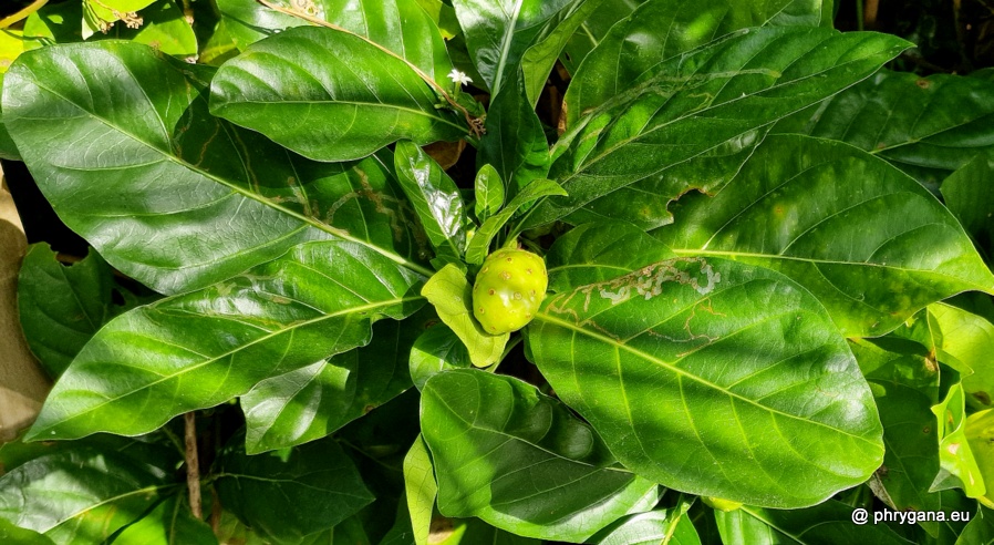 Morinda citrifolia L., 1753  
  