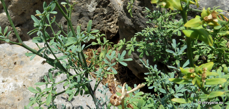 Ruta chalepensis  L., 1767 subsp. <em>chalepensis</em>  