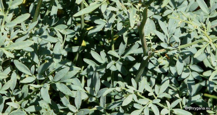 Ruta chalepensis  L., 1767 subsp. <em>chalepensis</em>  