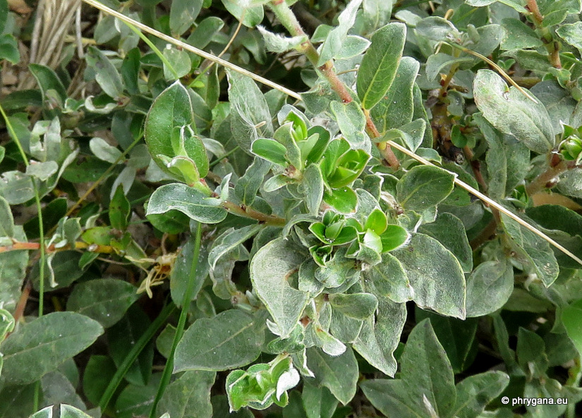 Salix repens  var.<em>dunensis</em> (Rouy) P.Fourn., 1935 
