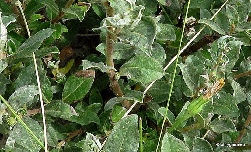 Salix repens  var.<em>dunensis</em> (Rouy) P.Fourn., 1935 