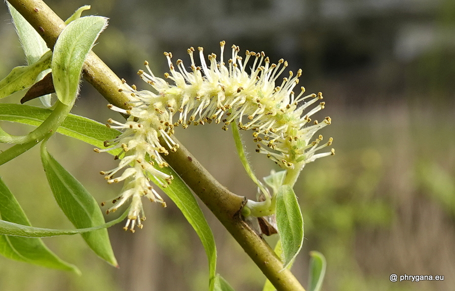 Salix x sepulcralis Simonk., 1890  