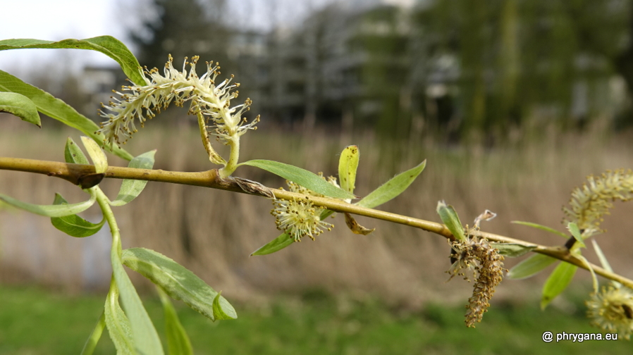 Salix x sepulcralis Simonk., 1890   