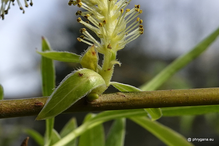 Salix x sepulcralis Simonk., 1890   