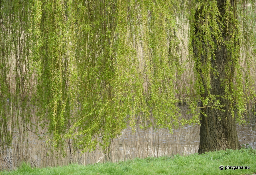 Salix x sepulcralis Simonk., 1890   