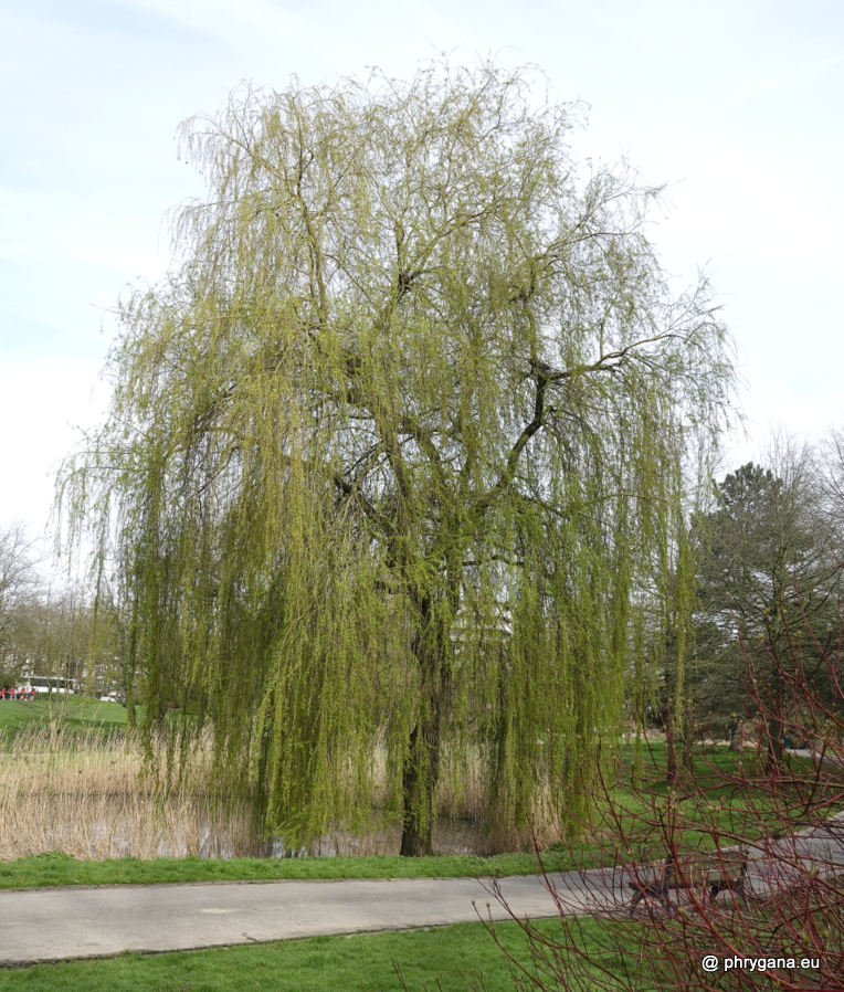 Salix x sepulcralis Simonk., 1890   