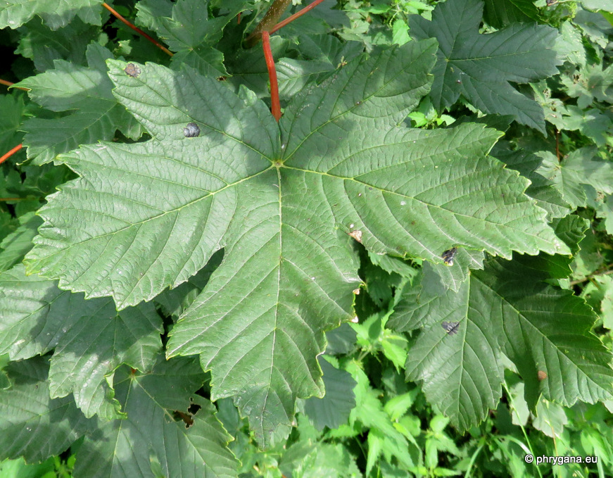 Acer pseudoplatanus  L., 1753   