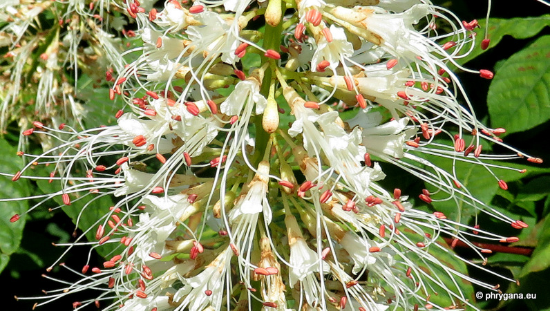Aesculus parviflora  Walter, 1788  