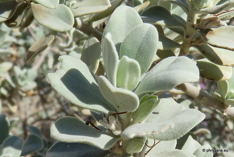 Leucophyllum frutescens (Berland.) I.M.Johnst., 1924   