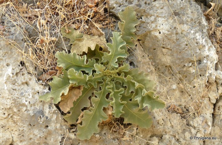 Verbascum sinuatum   L., 1753   