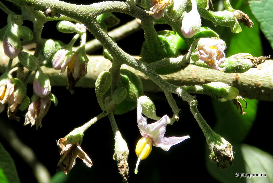 Solanum chiapasense   K.E.Roe, 1967   
