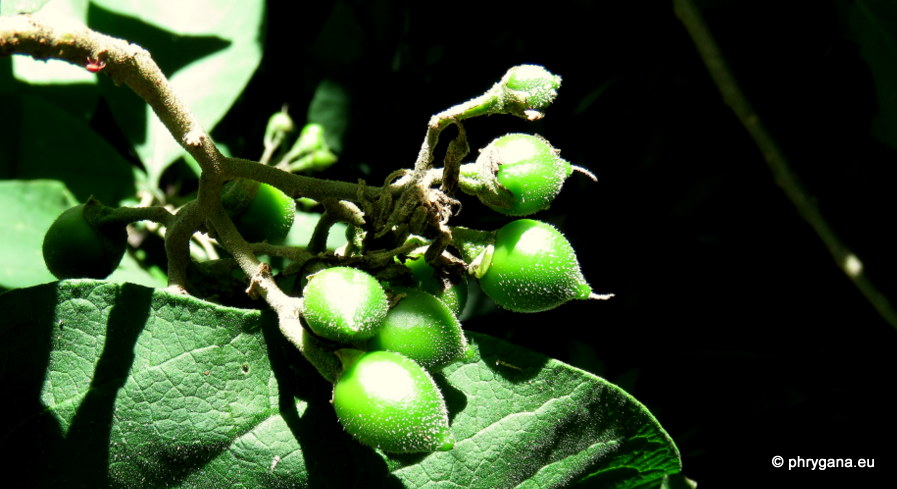 Solanum atitlanum   K.E.Roe, 1967   