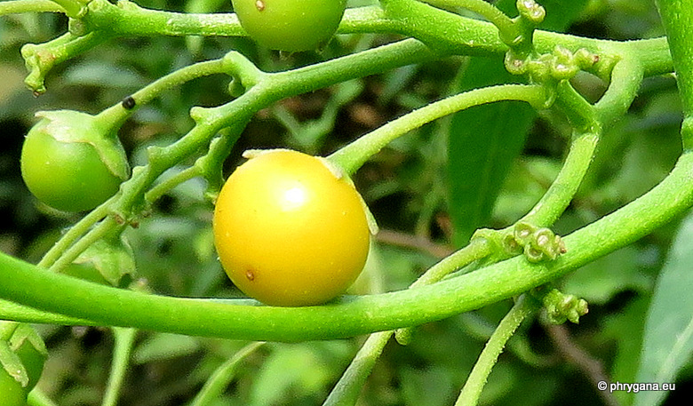 Solanum crispum   Ruiz & Pav., 1799   